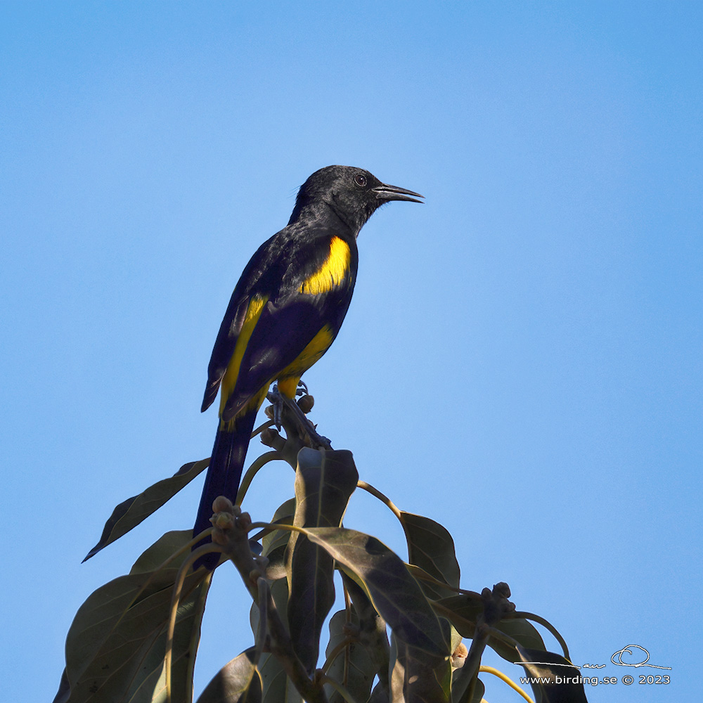 HISPANIOLAN ORIOLE (Icterus dominicensis) - Stng / Close